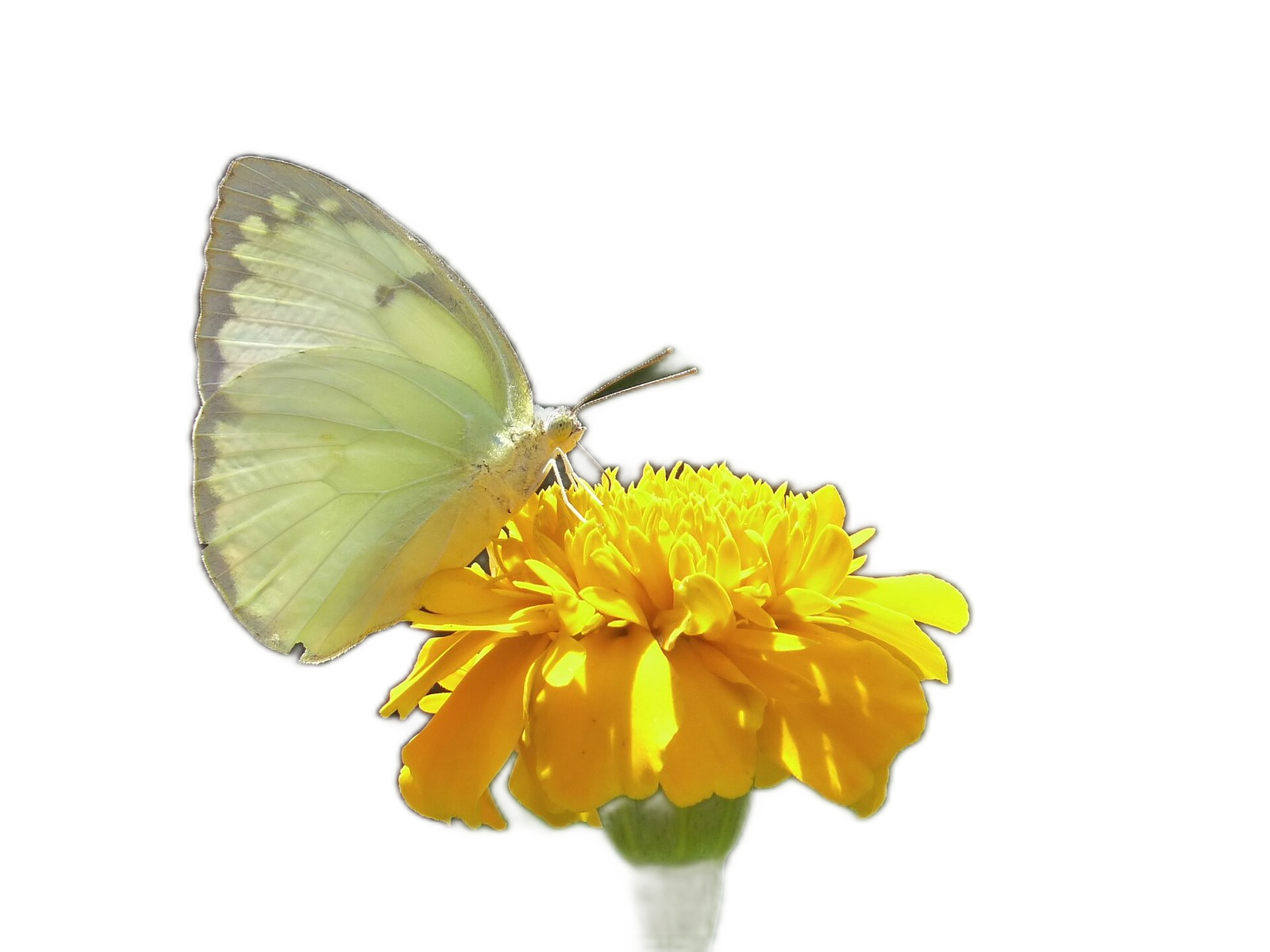 Sample photo with the background removed