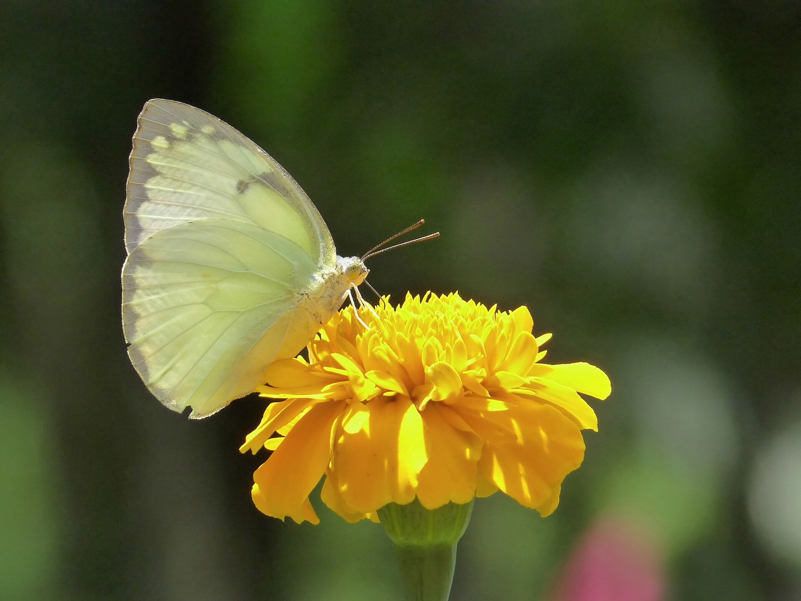 Sample photo